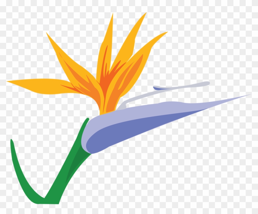 Bird Of Paradise By Jendrawsit - Bird Of Paradise By Jendrawsit #1622300