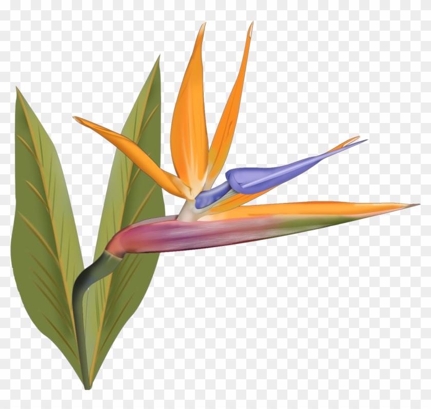 Lehua Flower Clipart - Bird Of Paradise #1622306