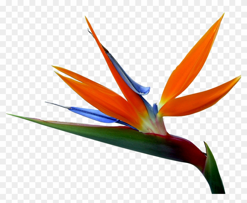 And Strelitzia Bird Of Paradise Reginae Birds Flowers - Bird Of Paradise Drawing Png #1622308