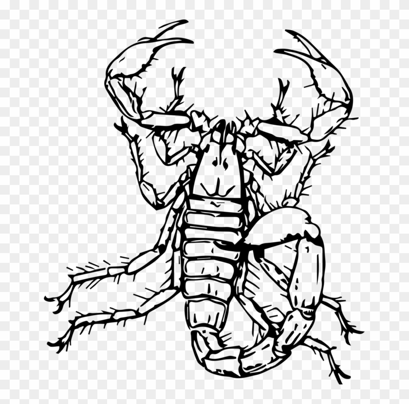 Arabian Fat-tailed Scorpion Drawing Insect Download - Sketsa Kalajengking #1622505