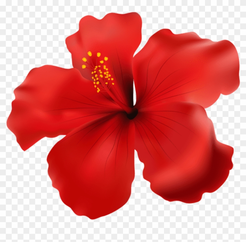 Download Red Png Images - Hibiscus Rose Png #1623533
