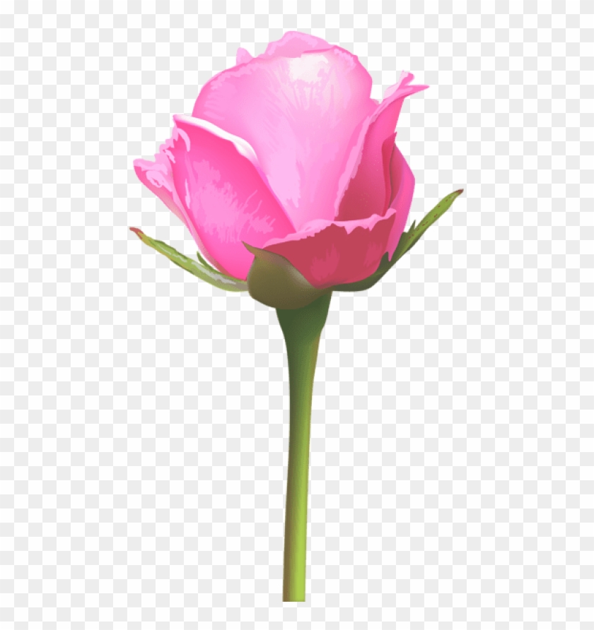 Free Png Download Single Pink Rose Png Images Background - Single Stem Pink Rose Png #1623566