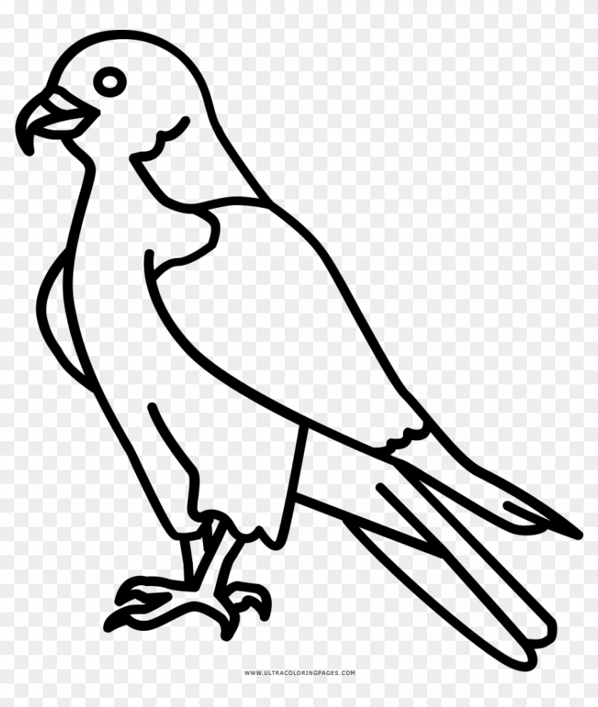 Coloring Book Beak Transprent Png - Peregrine Falcon Line #1624667