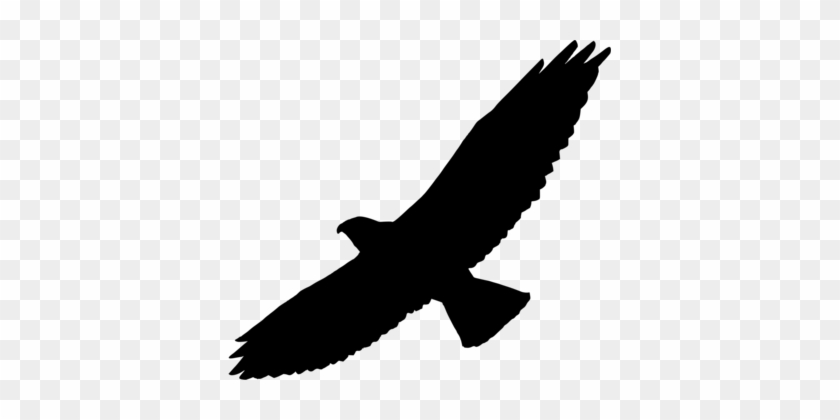 Bird Of Prey Swainson's Hawk Silhouette - Hawk Silhouette Png #1624668