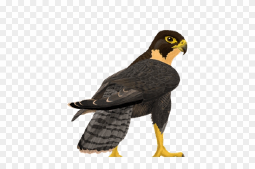 Picture Library Falcon Clipart Free - Peregrine Falcon Clipart Transparent #1624686