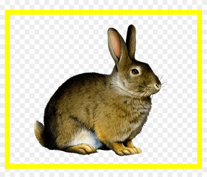 Appealing Easter Bunny Rabbit Clip Art Png Image Pict - Printable Real Animal Flash Cards #1624694