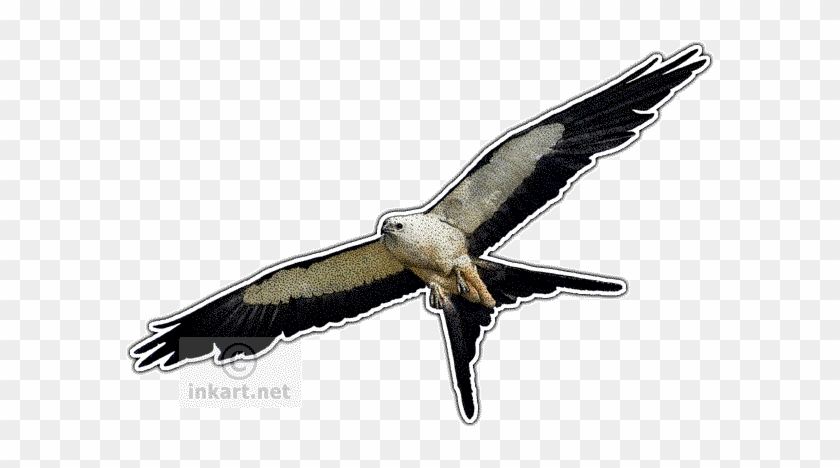 Swallow-tailed Kite Decal - Swallow Tailed Kite Logo #1624697