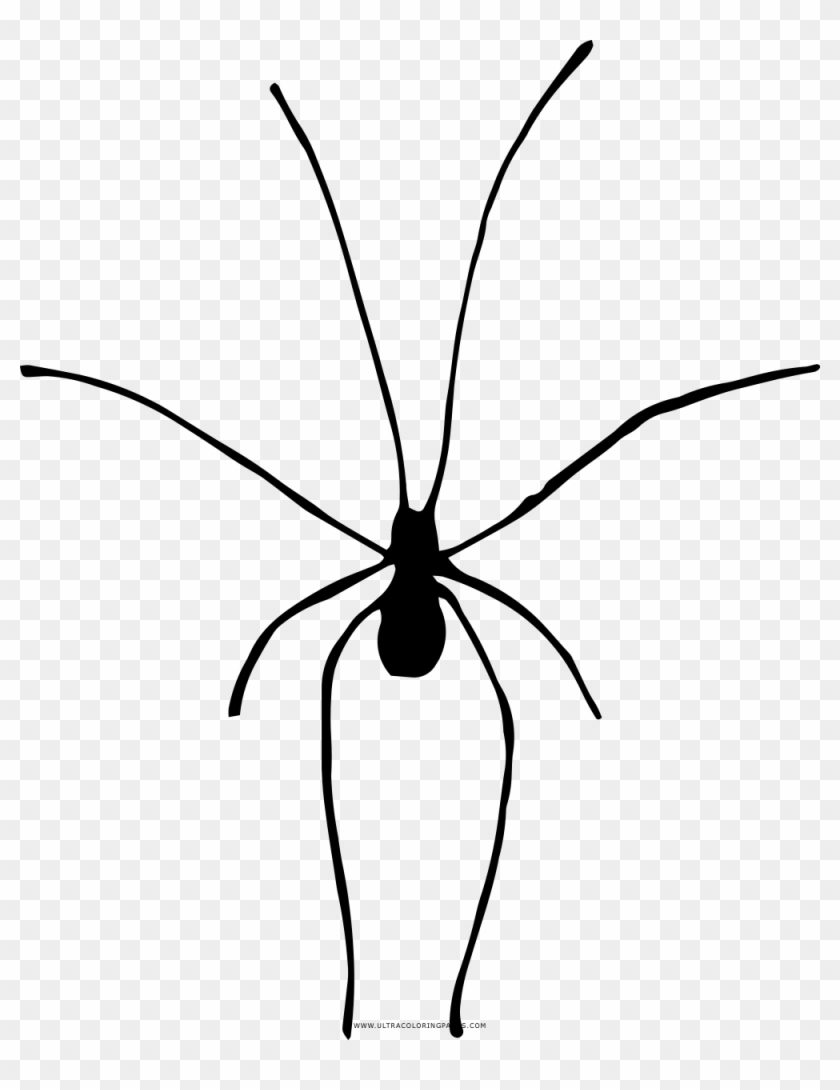 Daddy Long Legs Coloring Page - Daddy Long Legs Icon #1624762