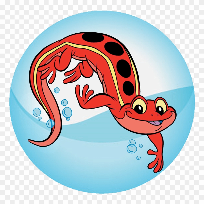 Lessons Deer Lake Recreation Salamander Ⓒ - Red Cross Salamander #1624770