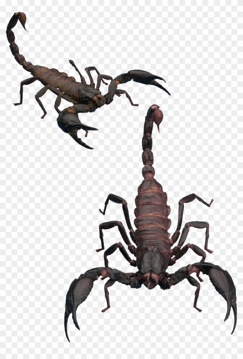 Scorpion Png - Scorpion Clipart #1625168