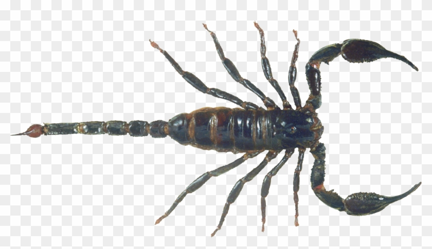 Scorpion Png - Scorpion Png #1625186