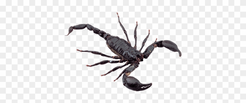 Scorpion Noir - Scorpion Png #1625196