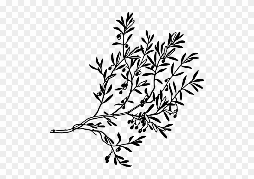 Olives Drawing Olive Plant - Mediterraneo Svg #1626392