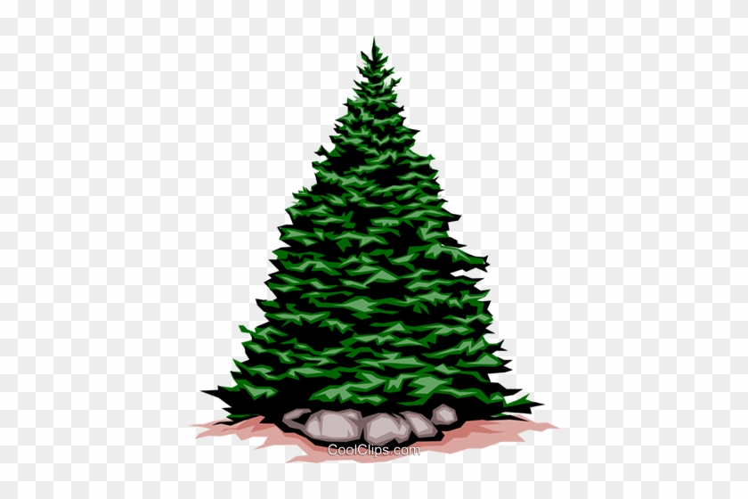 Evergreen Tree Royalty Free Vector Clip Art Illustration - Christmas Tree Clip Art #1626637