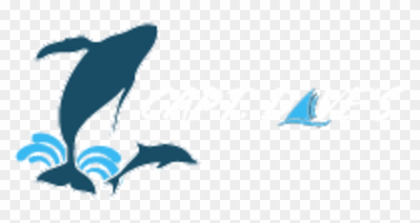 Captain Dave's Dolphin And Whale Safari Logo - Captain Dave's Dolphin And Whale Safari Logo #1626722