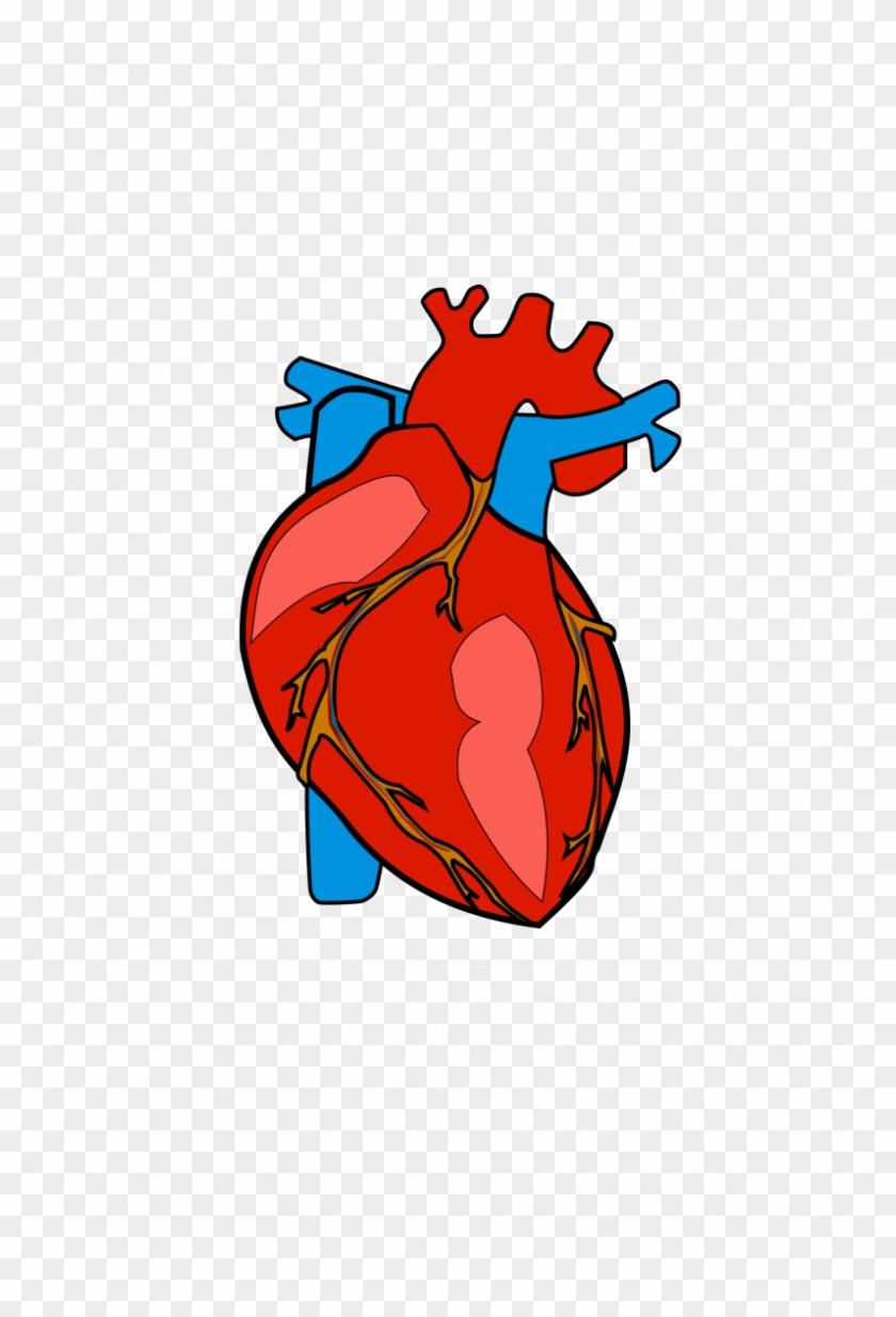 Body Heart Clipart - Small Picture Of Human Heart #1627120