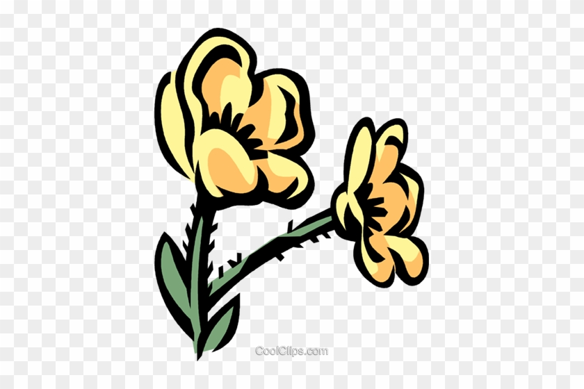 Buttercup Royalty Free Vector Clip Art Illustration - Buttercup Royalty Free Vector Clip Art Illustration #1627143