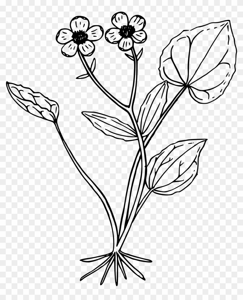 Big Image - Buttercup Clipart Black And White #1627144