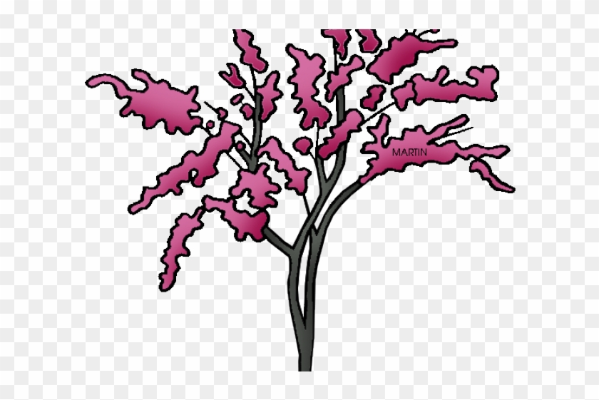 State Of Oklahoma Clipart - Oklahoma State Tree #1627559