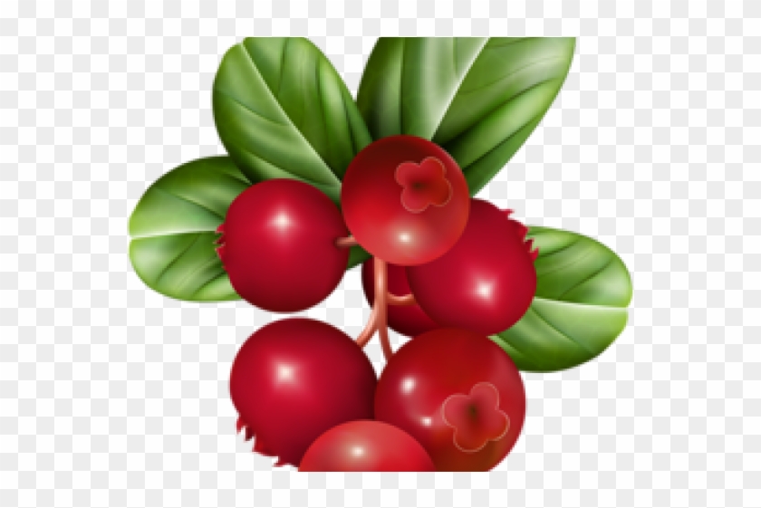 Cranberry Relish Clipart Holly Berry - Transparent Cranberries Clip Art #1627606