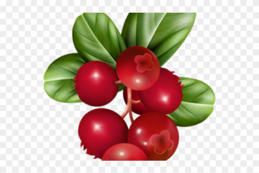 cranberries clip art