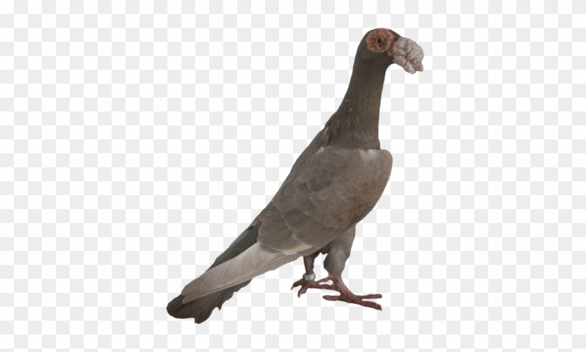 English Carrier Pigeon Standard #1628217