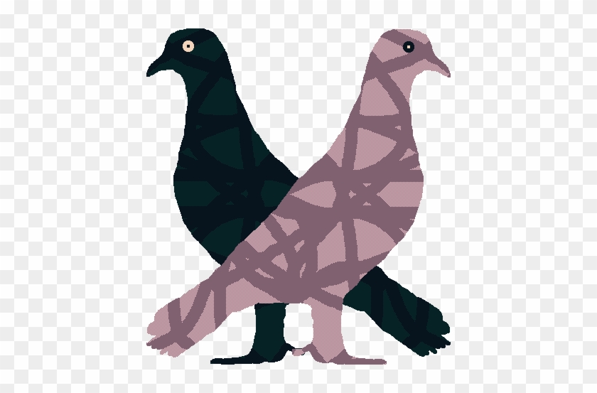 Work So That I Can Get Those Beautiful Pigeons You - Pigeons And Doves #1628234