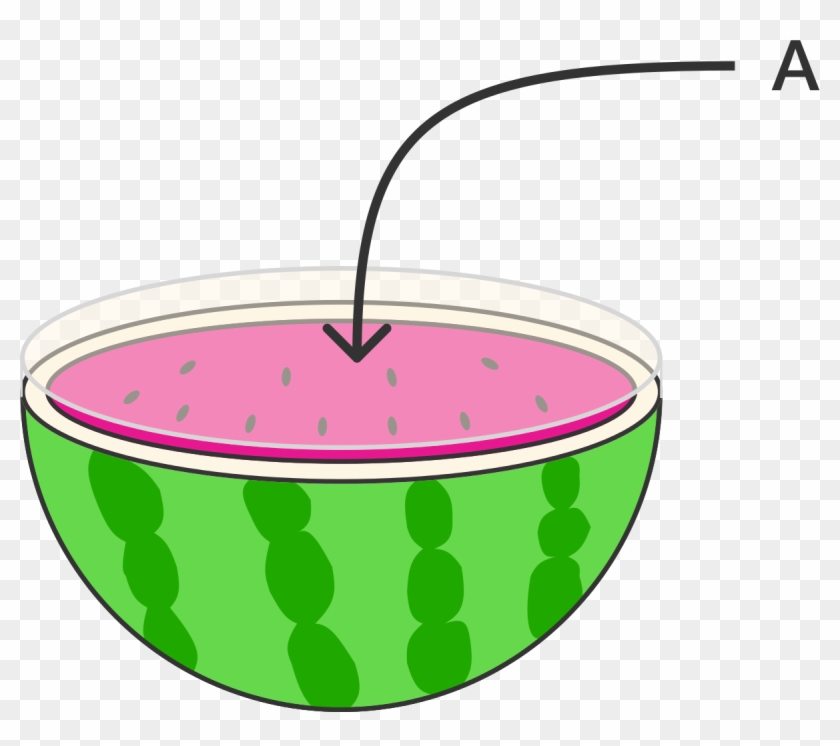 Surface Area Of A Sphere - Surface Area Clipart #251638