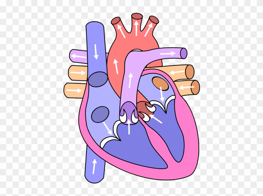 Blank Heart Clipart - Circulatory System Heart Diagram #252138