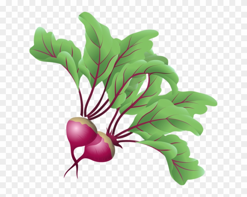 Vegetables - Beets Vegetable Clip Art #253265
