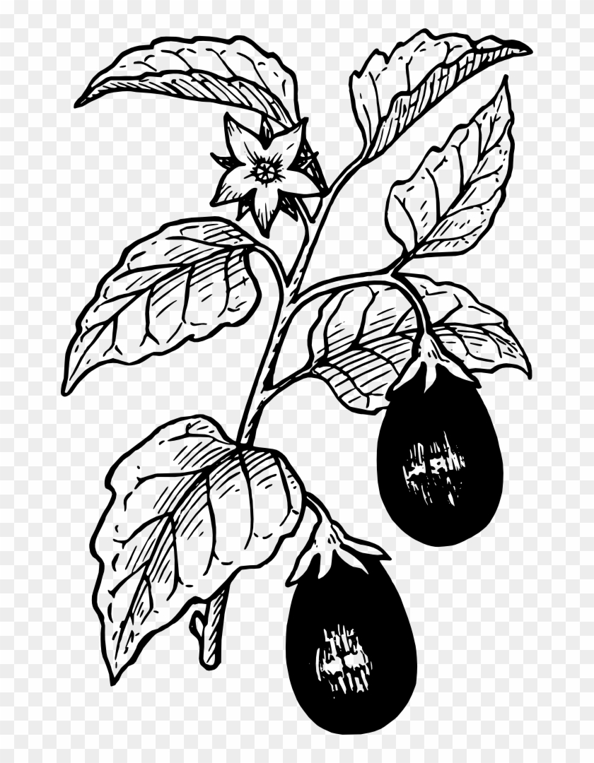 Onlinelabels Clip Art - Eggplant Plant Black And White #253340