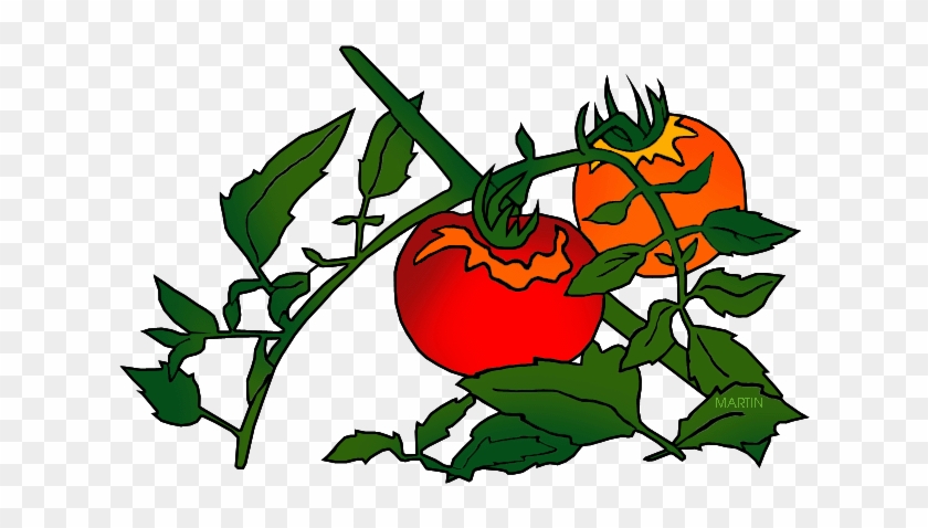 Fruit Clipart Phillip Martin - Tomato Plant Clip Art #253369
