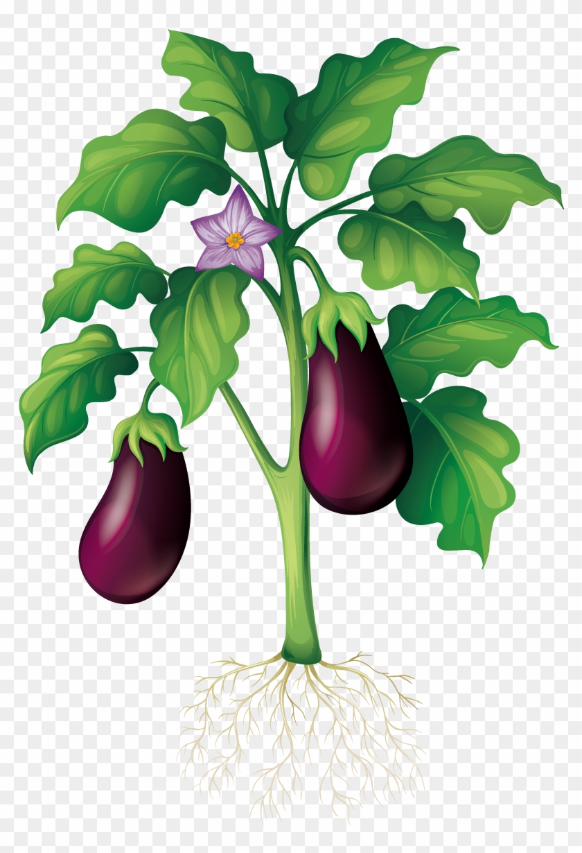 Plant Garden Clip Art - Eggplant Tree Vector #253389