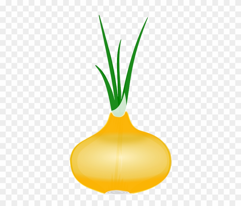 Onion, Outline, Cartoon, Free, Plant, Vegetable - Onion Clip Art #253445