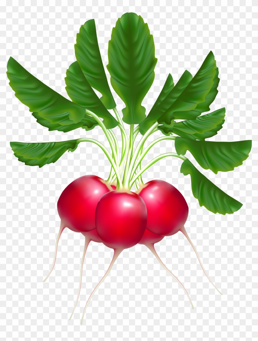 Clip Art Radishes #253468