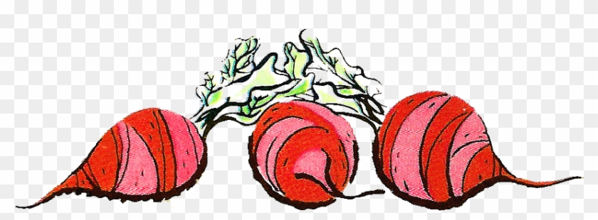Stock Beets Illustration - Vegetable #253525