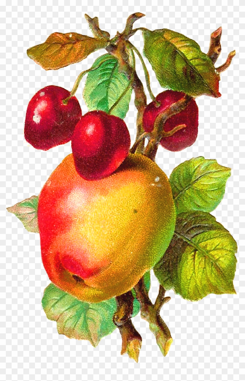 Apple Clipart Vintage - Vintage Illustration Png Fruit #253549