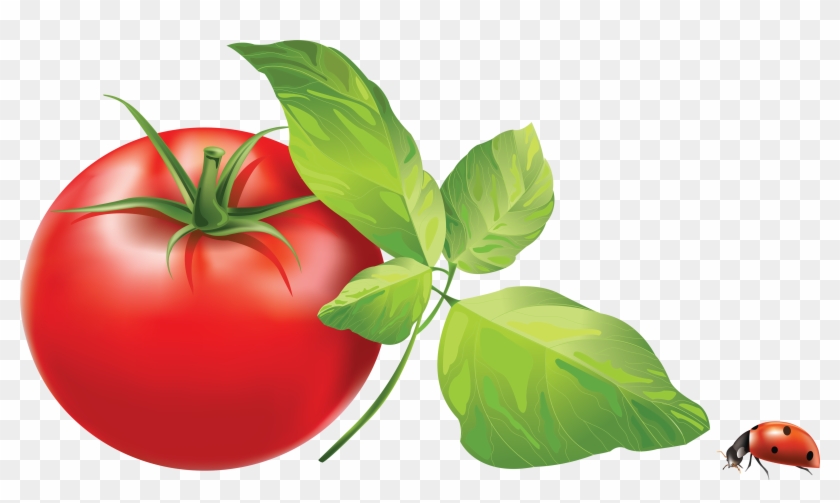 Tomato Png Image - Vector Tomato Png #253686