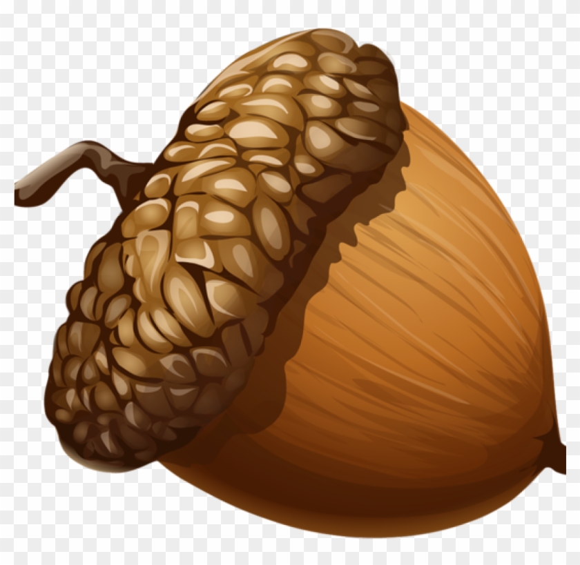 Acorn Clipart Acorn Png Imge Free Picture Download - Acorn Png #253712
