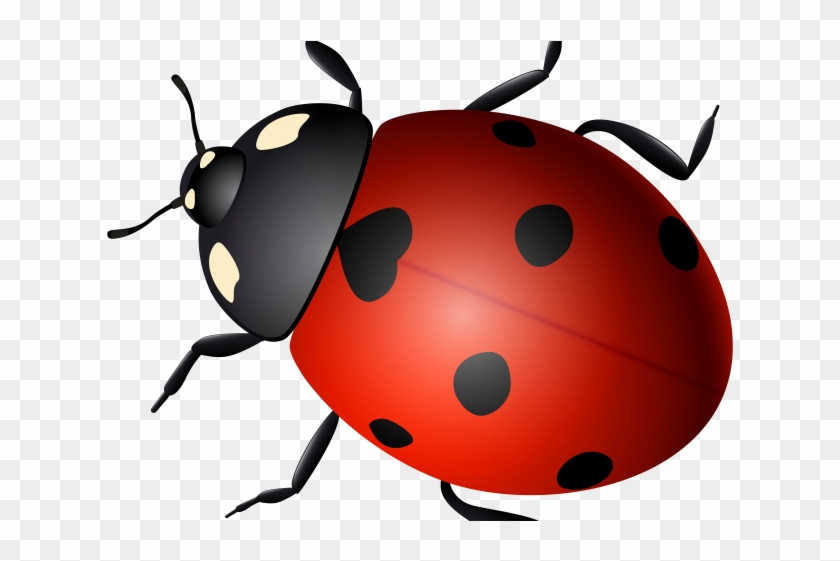 Beetle Clipart Real - Ladybug #1630136