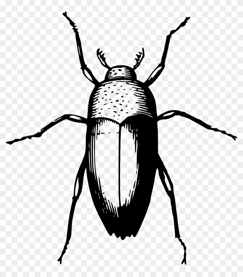 Beetle Clipart - Beetle Bug #1630149