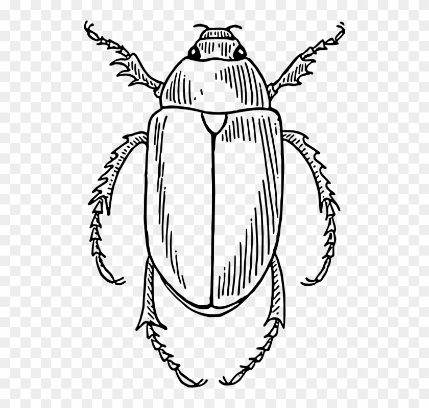 Beetle - Black And White Cartoon Beetle #1630151