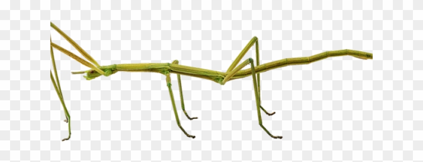 Bugs Clipart Walking Stick - Stick Insect Transparent Background #1630413