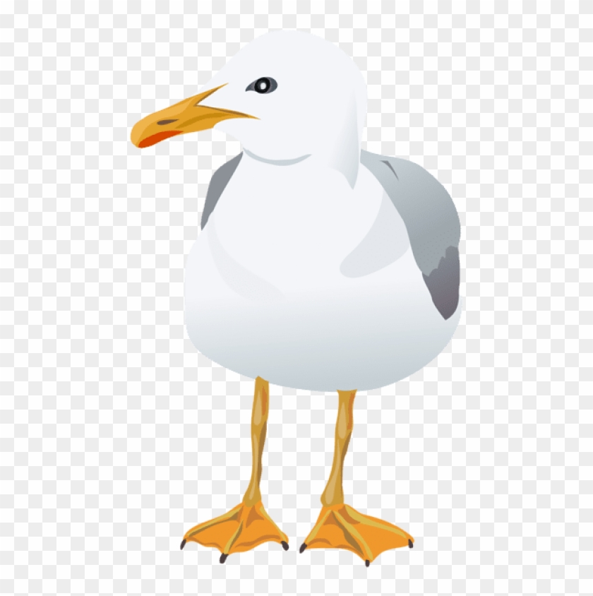 Free Png Seagull Transparent Png Images Transparent - Franklin S Gull #1630451