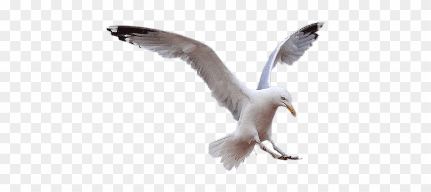 Seagull Landing - Seagull Bird Png #1630471