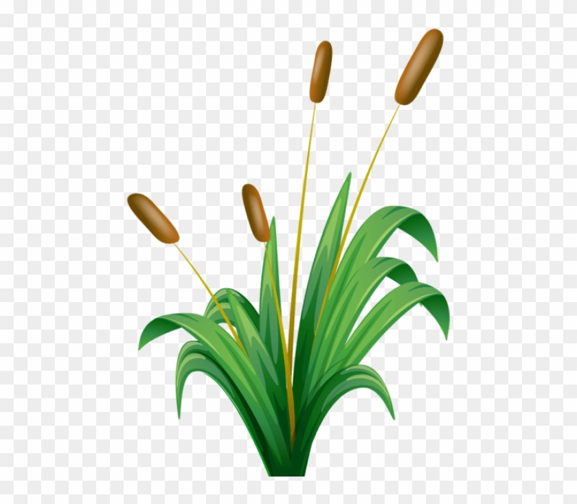 Free Png Download Bulrush Transparent Png Images Background - Bulrushes Clipart #1630683