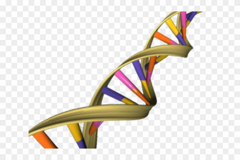 Dna Structure Clipart Paternal - Dna Double Helix Transparent #1630901