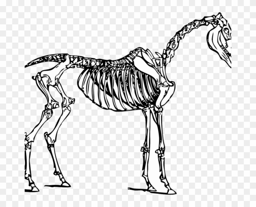 Animal Skeleton Coloring Pages Animal Skeleton Coloring - Horse Skeleton Clipart #1631732