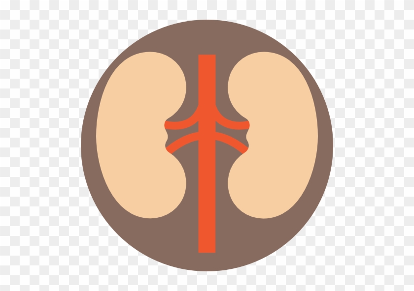 Urinate Frequently After Drinking Water - Kidney Icon Png #1632017