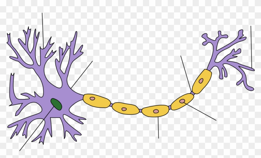 Neuron Clipart Body Cell - Main Parts Of A Neuron #1632516